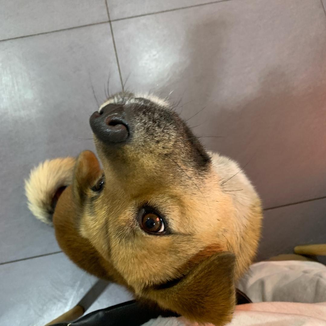 三眼皮