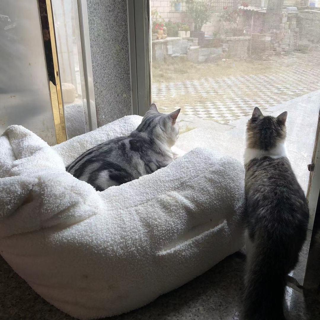 嬴政武曌是只猫.𝓼𝓭