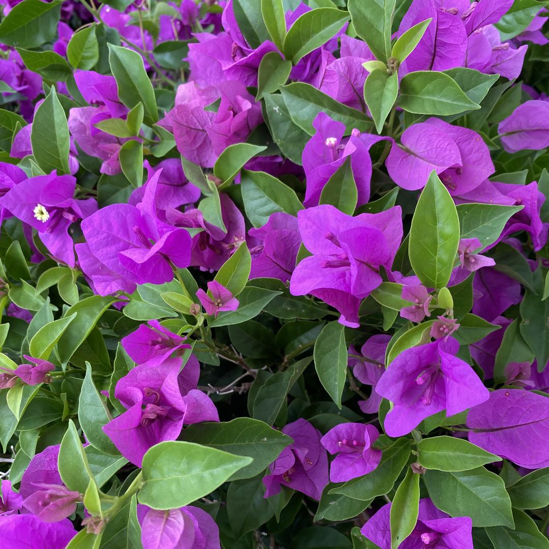 园园三角梅种植基地