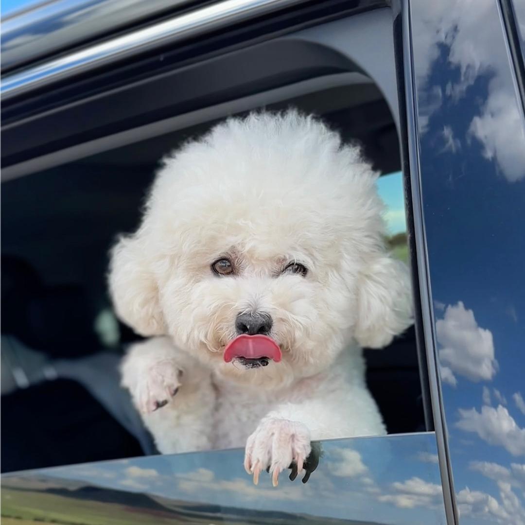 🐶杨乐多🐶