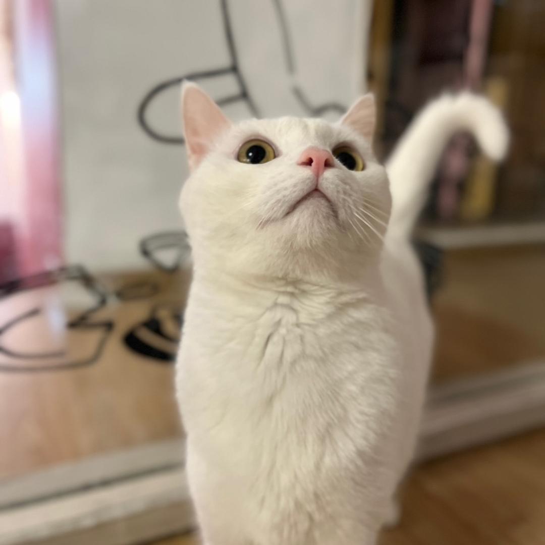 花开富贵之中年少女