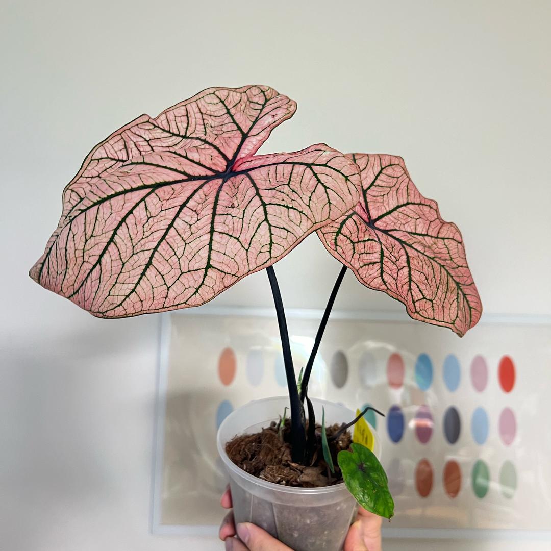 魈魈乐学到昏厥