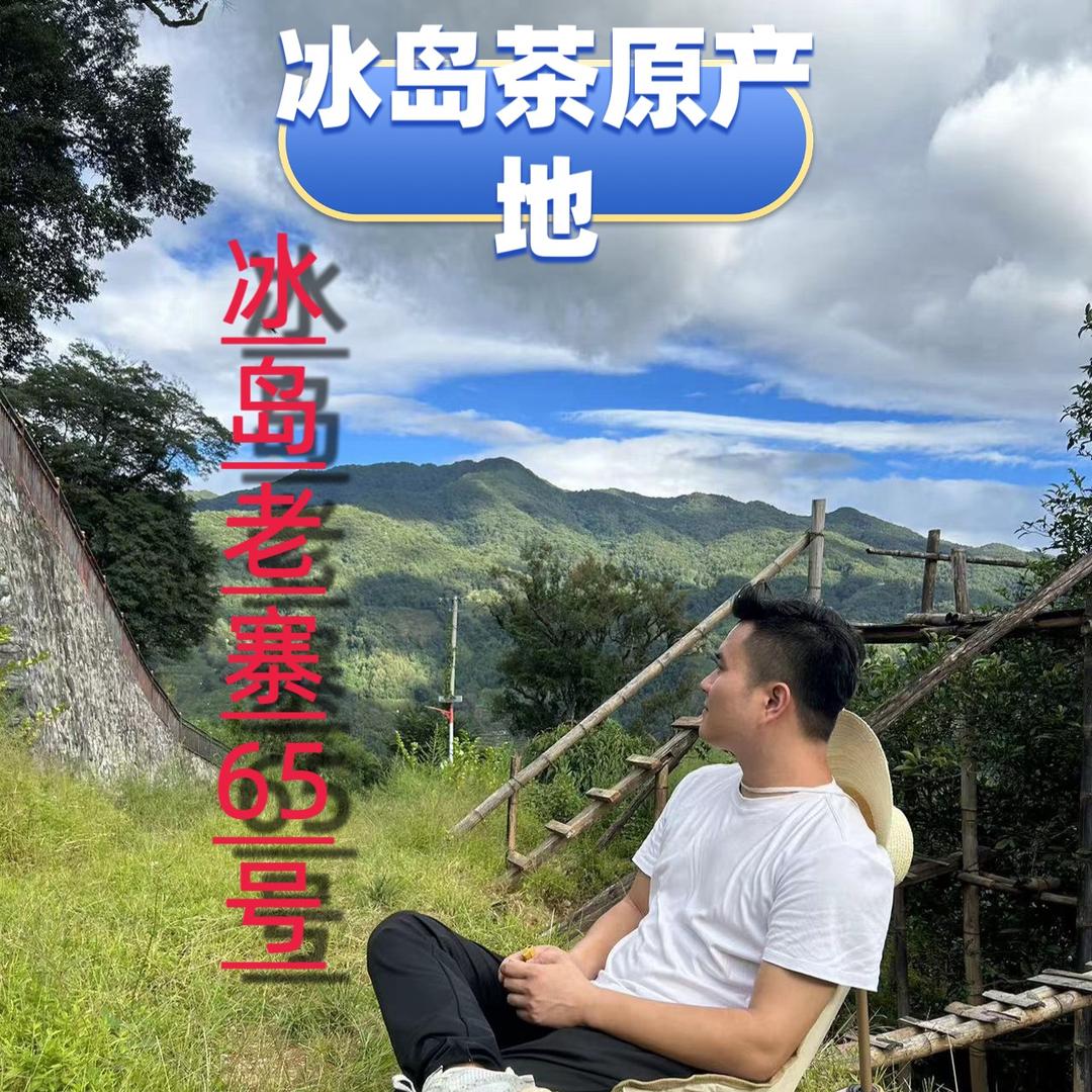 冰岛老寨65号源头茶农
