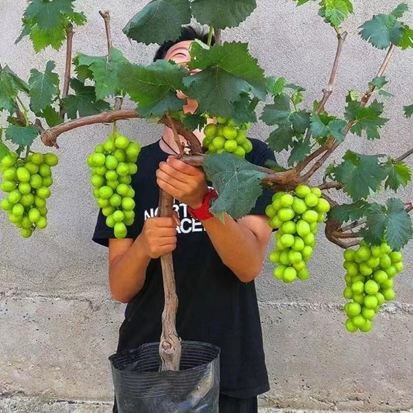 旭谷农乡梅花果树苗木专卖店