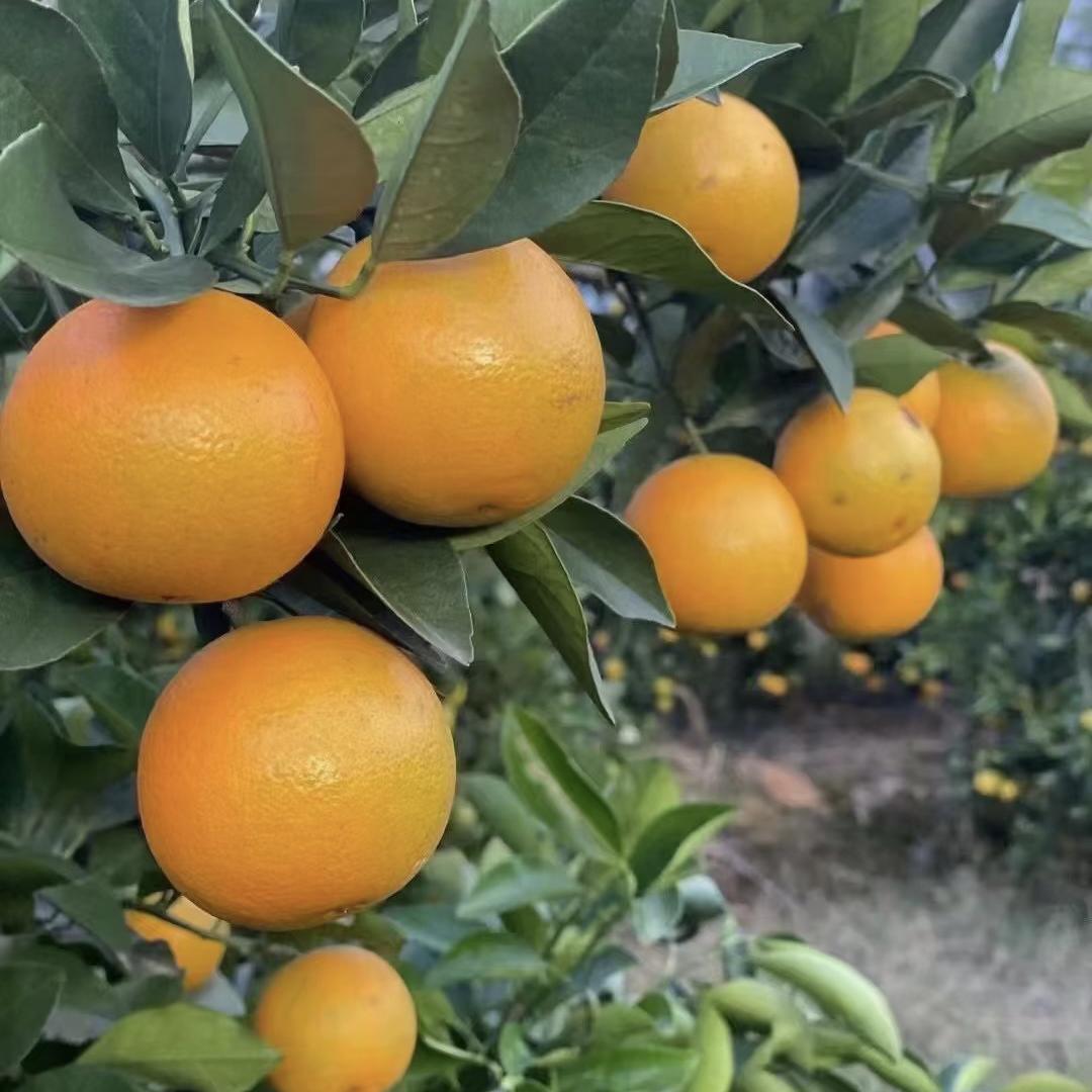 百味多农品优品店