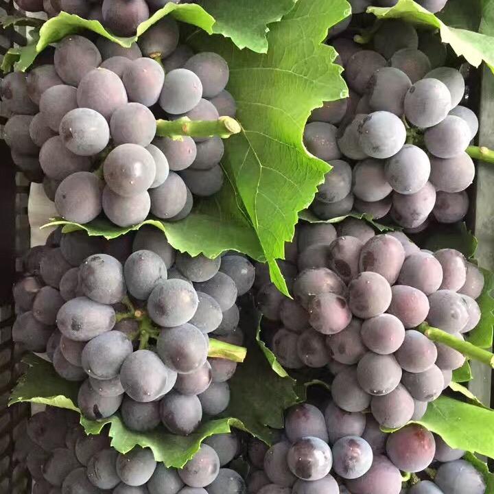 莓开眼笑采摘园官方号