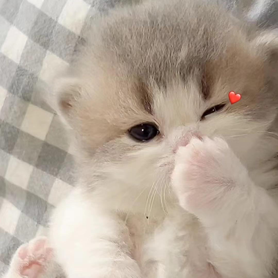 🌈A千岁家の貓🐱