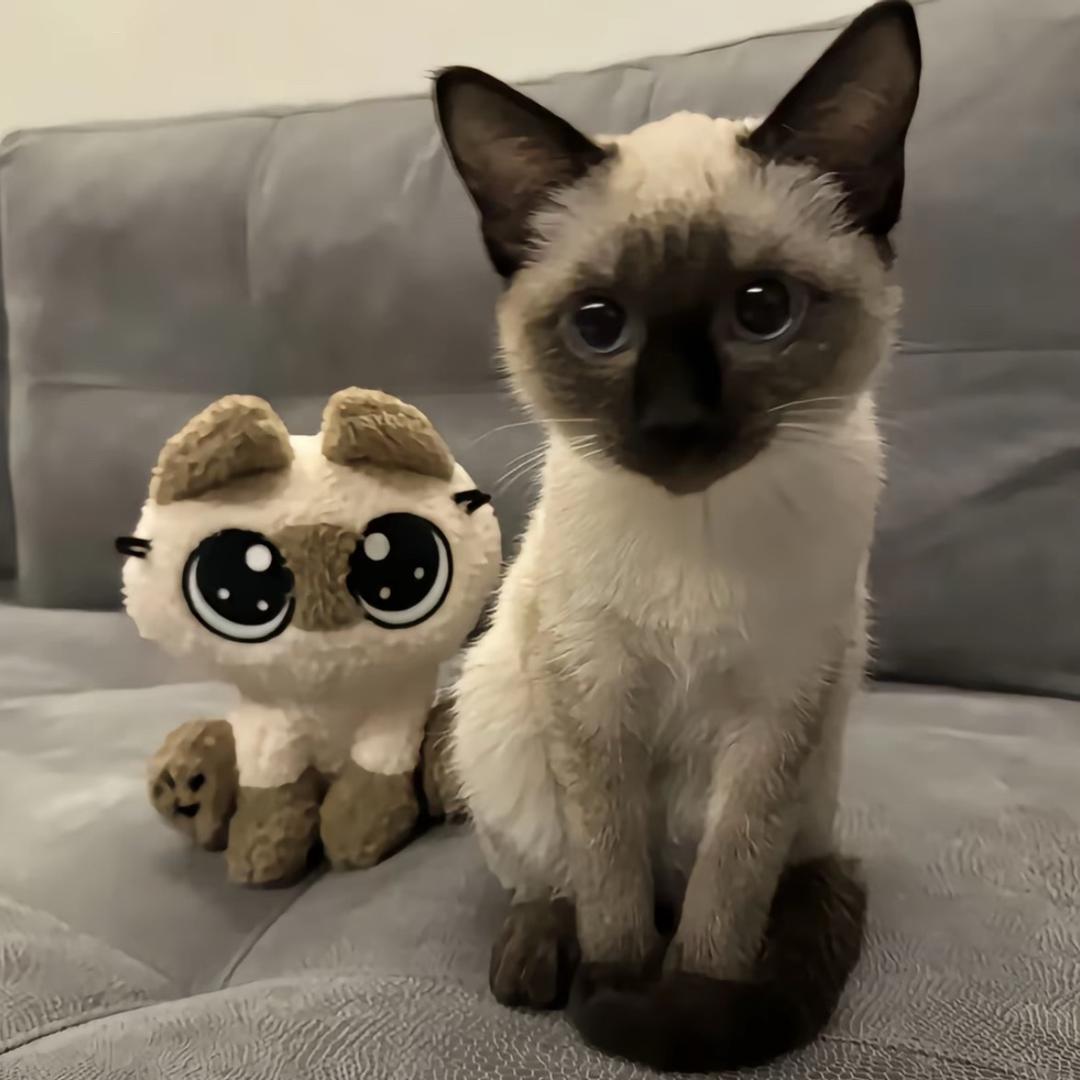 1miao