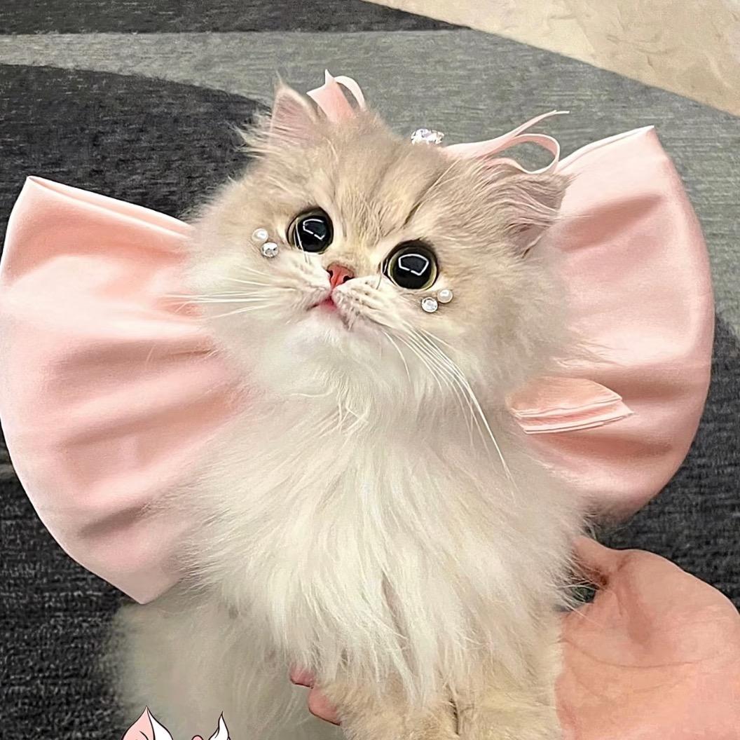 撸猫舍