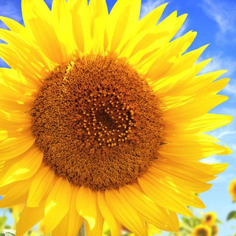 太阳花🌼🌼🌼