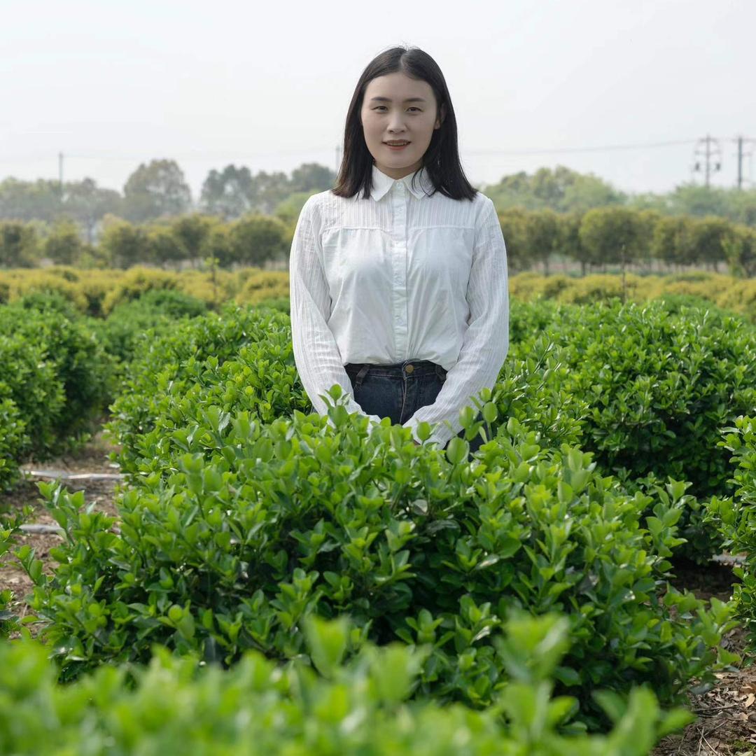 小万苗木