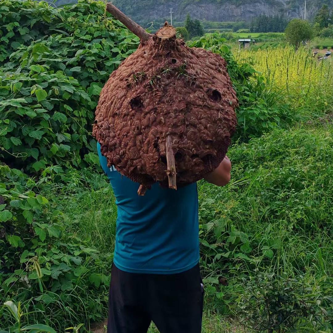 户外搞马蜂，小韦