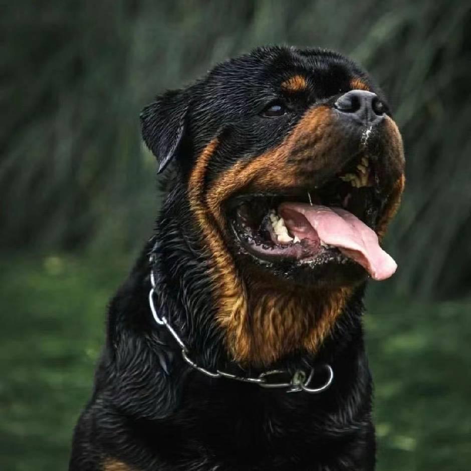 汪哒宠物服务（爱犬居团队）