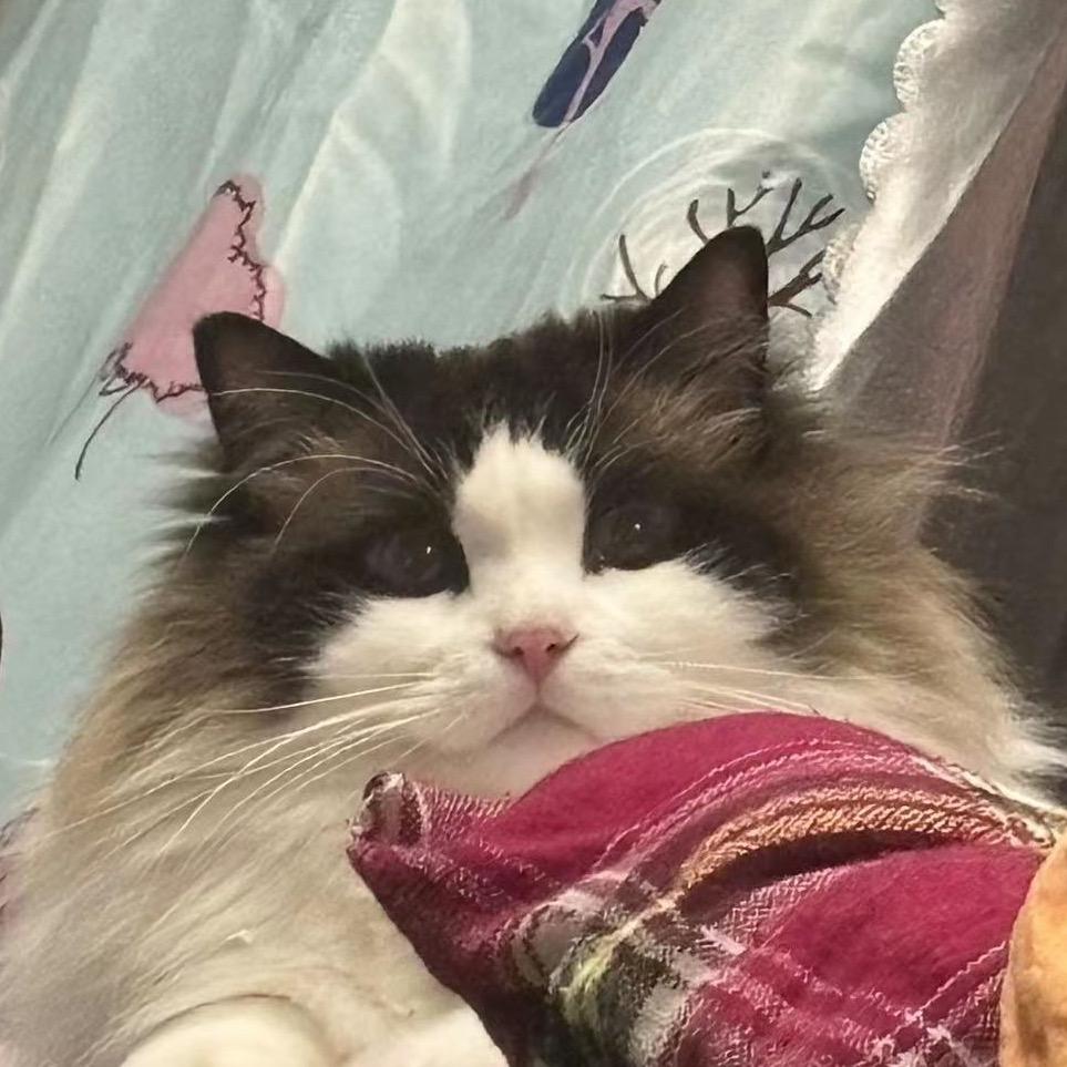 胖虎.