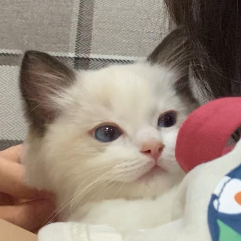威能小朋友