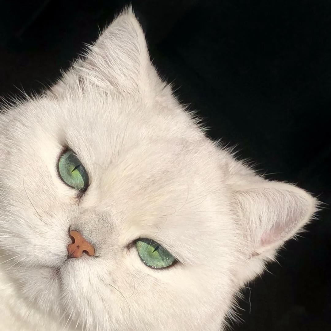 猫十