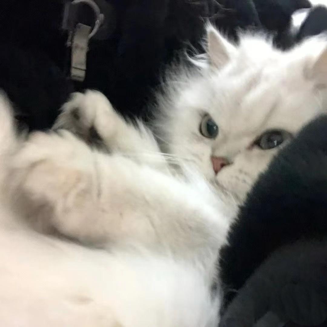 这不河狸