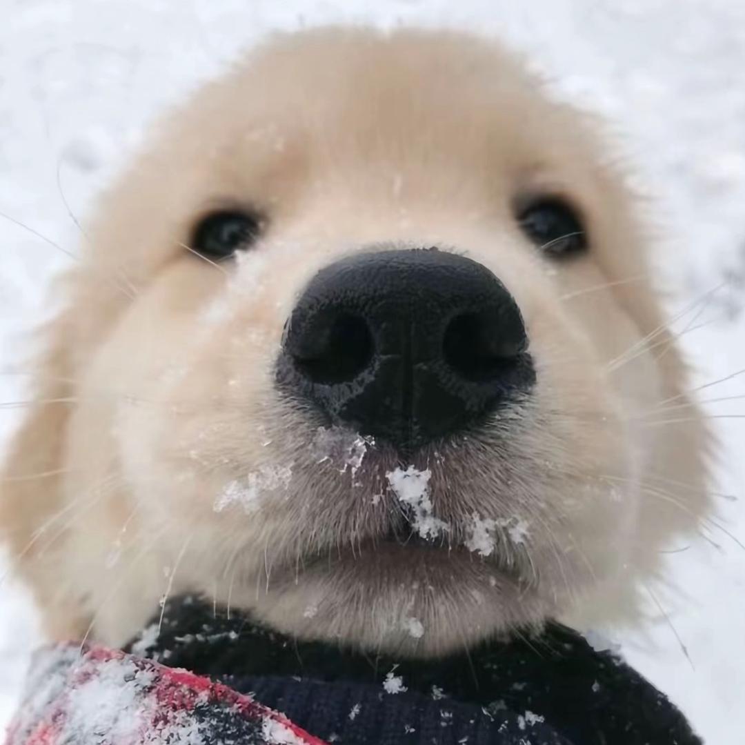 真不知道说什么