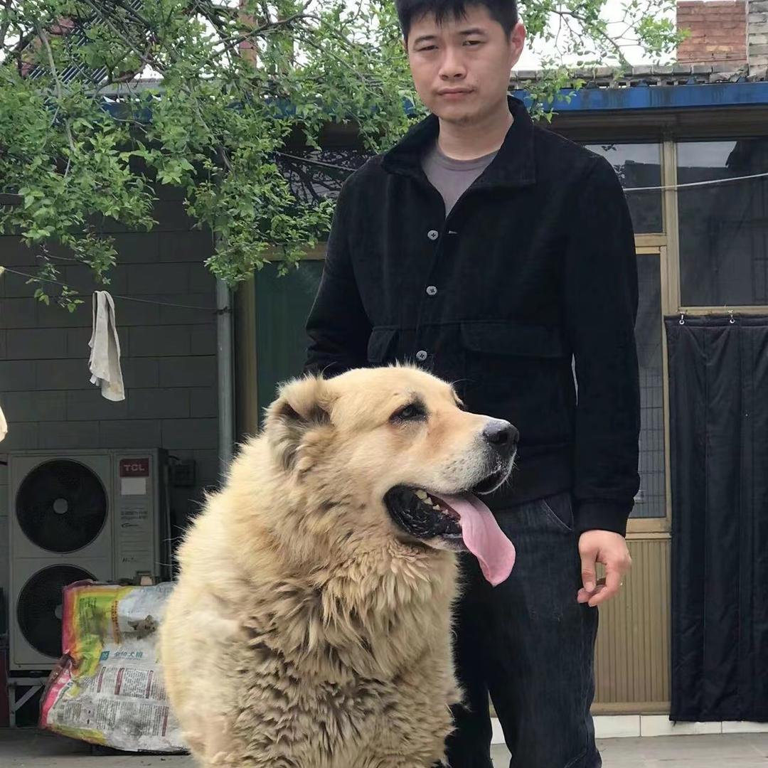 燎原中亚猎狼犬