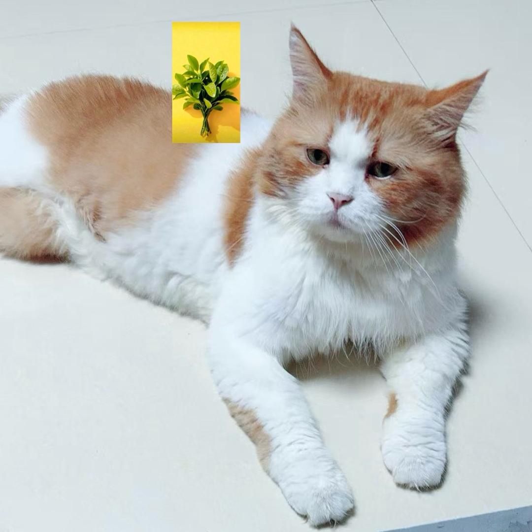 柚子叶爱分享