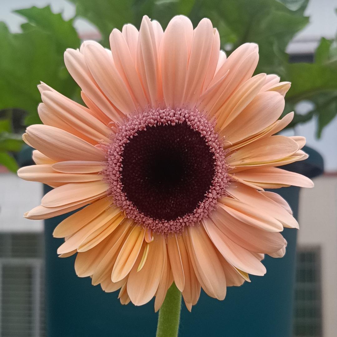 “xiaochen”（拒绝连赞）