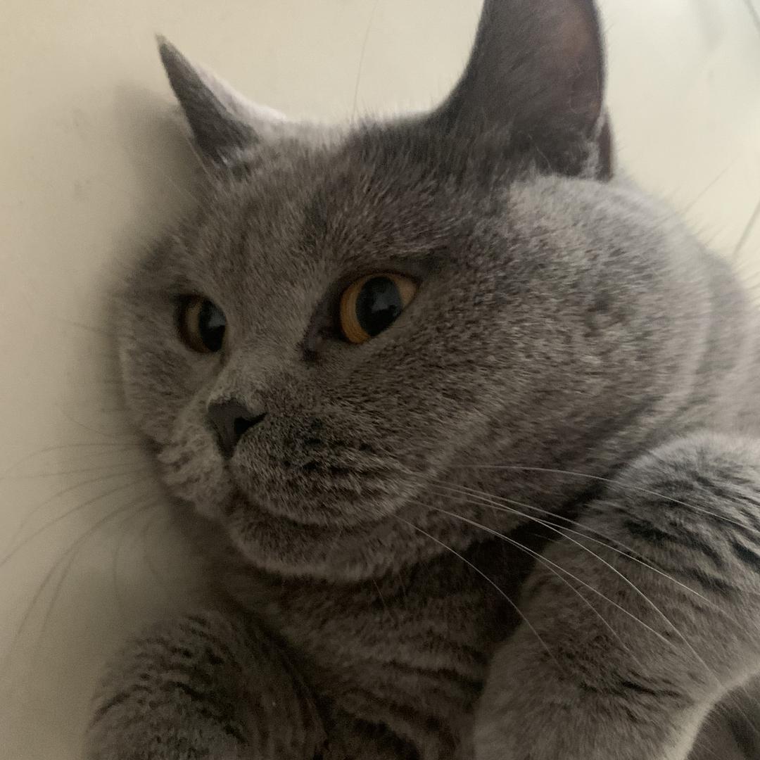 美猫猫咪用品店