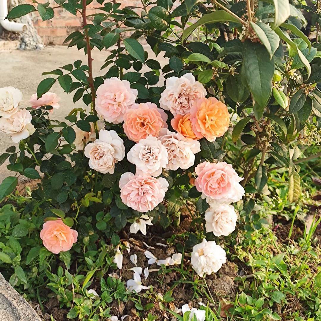 两个DMD宝宝的妈妈