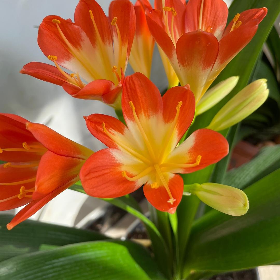 繁花似锦