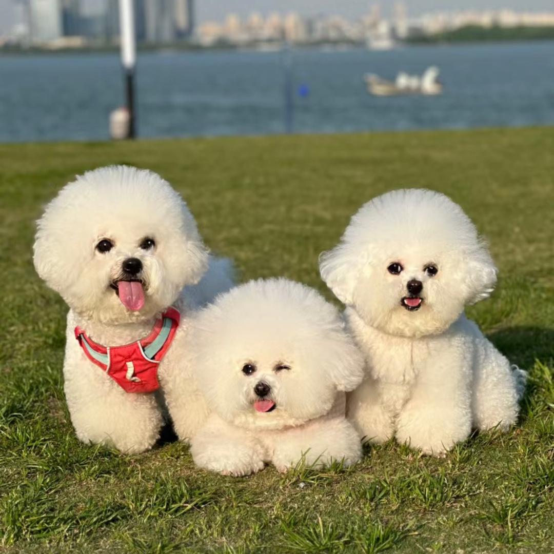 阿张家的比熊