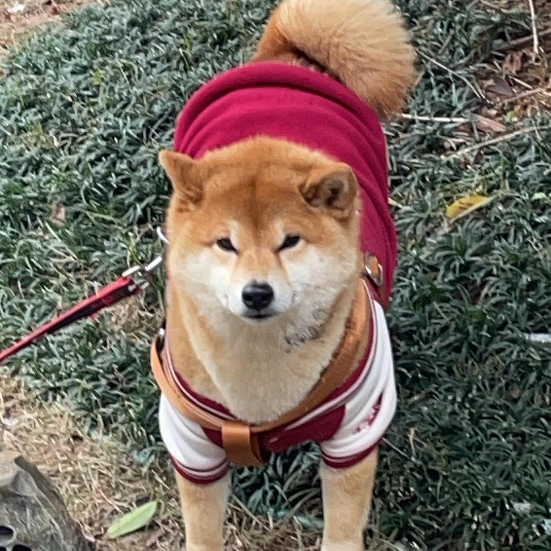 小宠毛球球