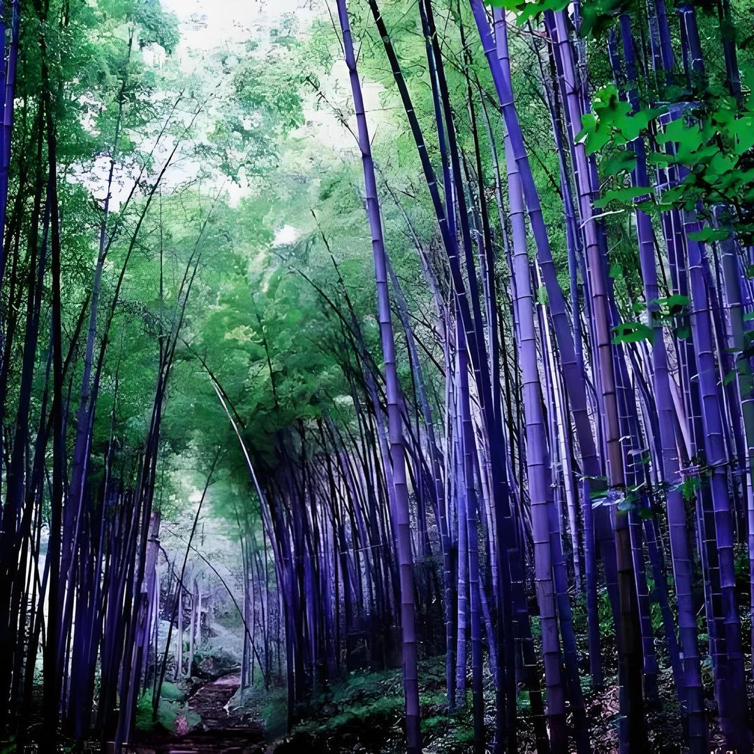 紫琳