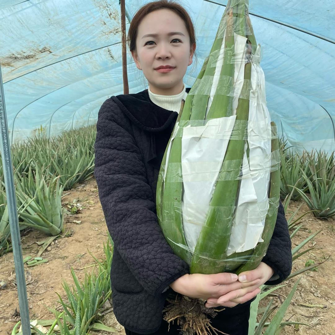 大鑫仙人掌芦荟基地