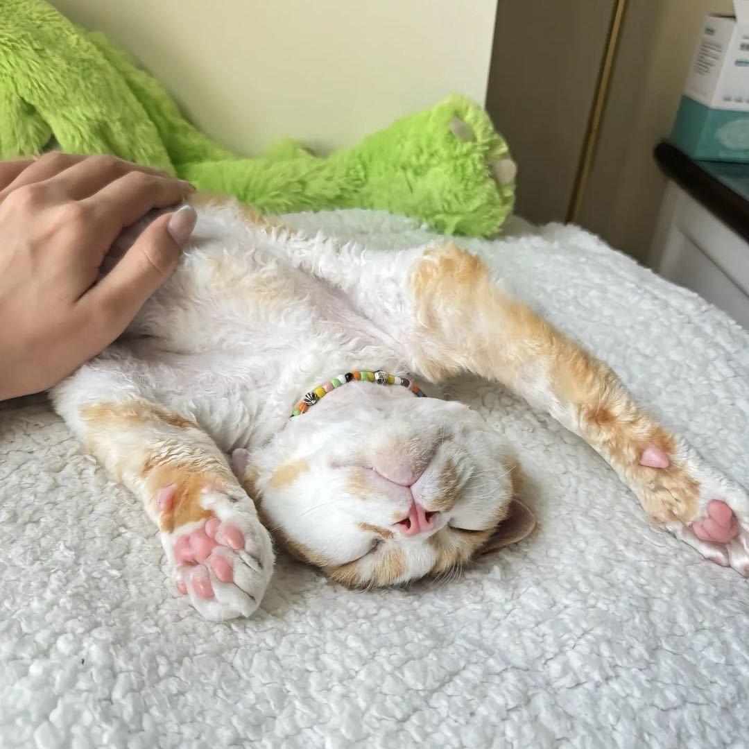 陕西婆娘（小花）