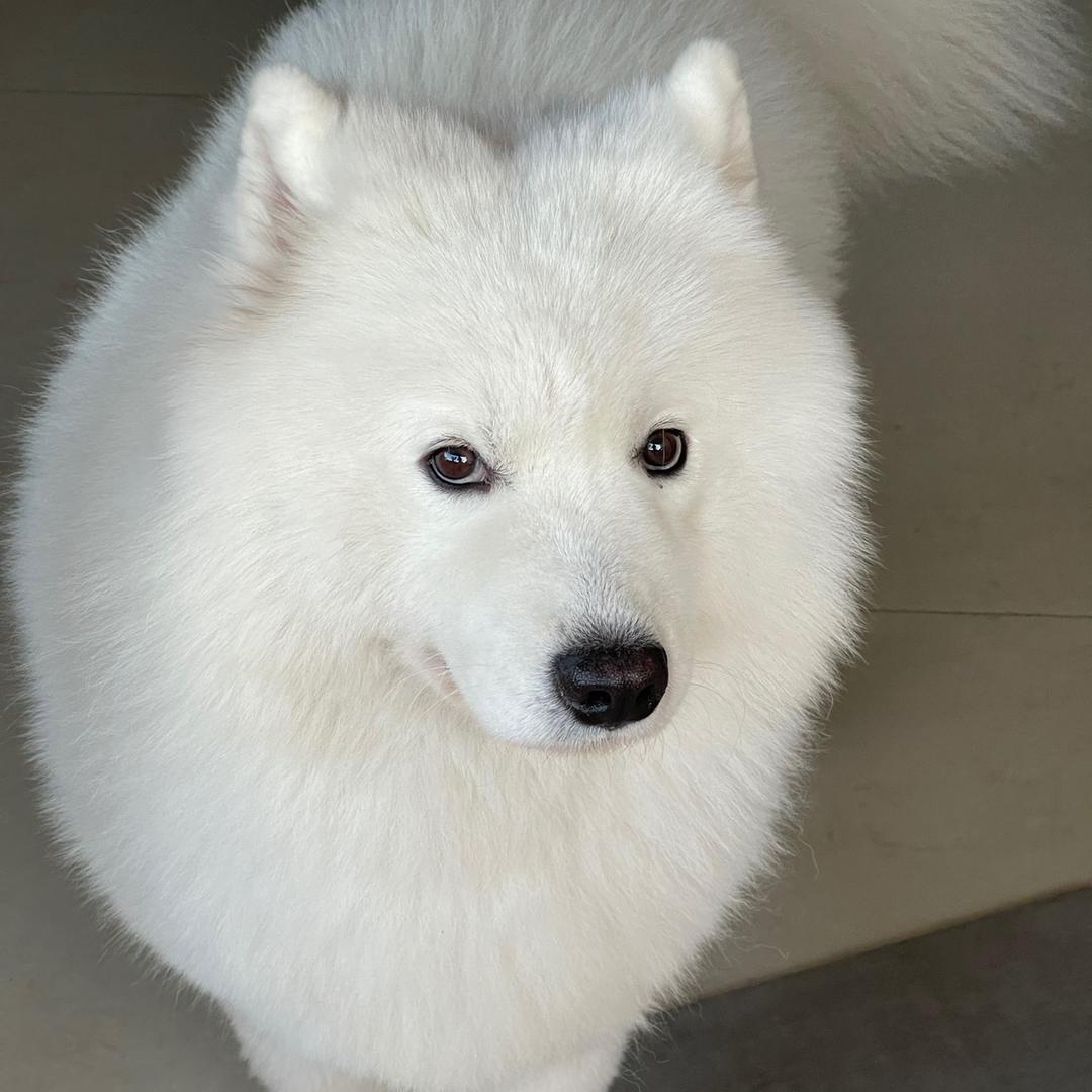 黄的名字叫黄黄