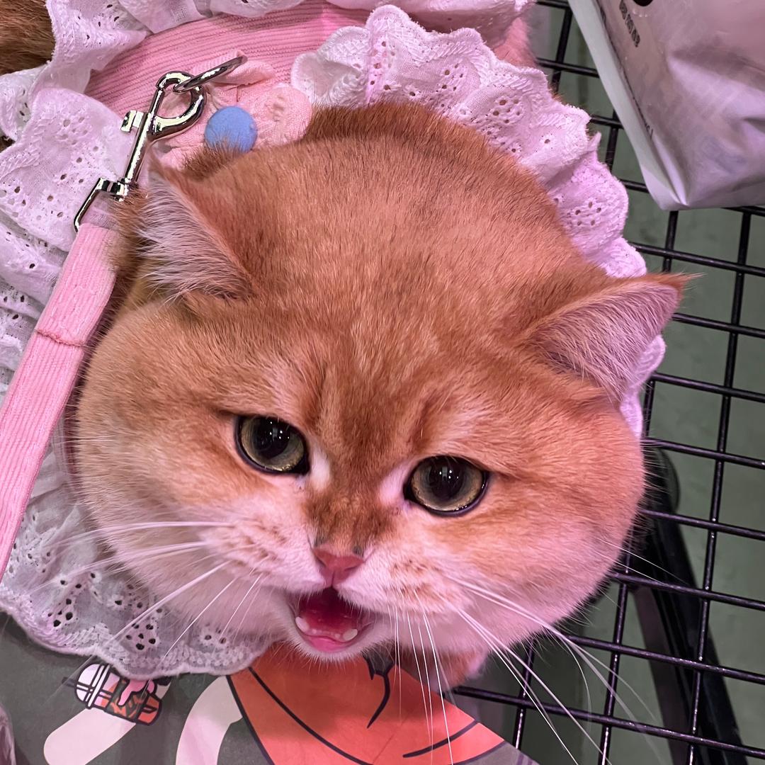 元宝是只猫🐱