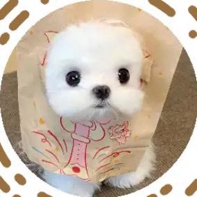 小胖