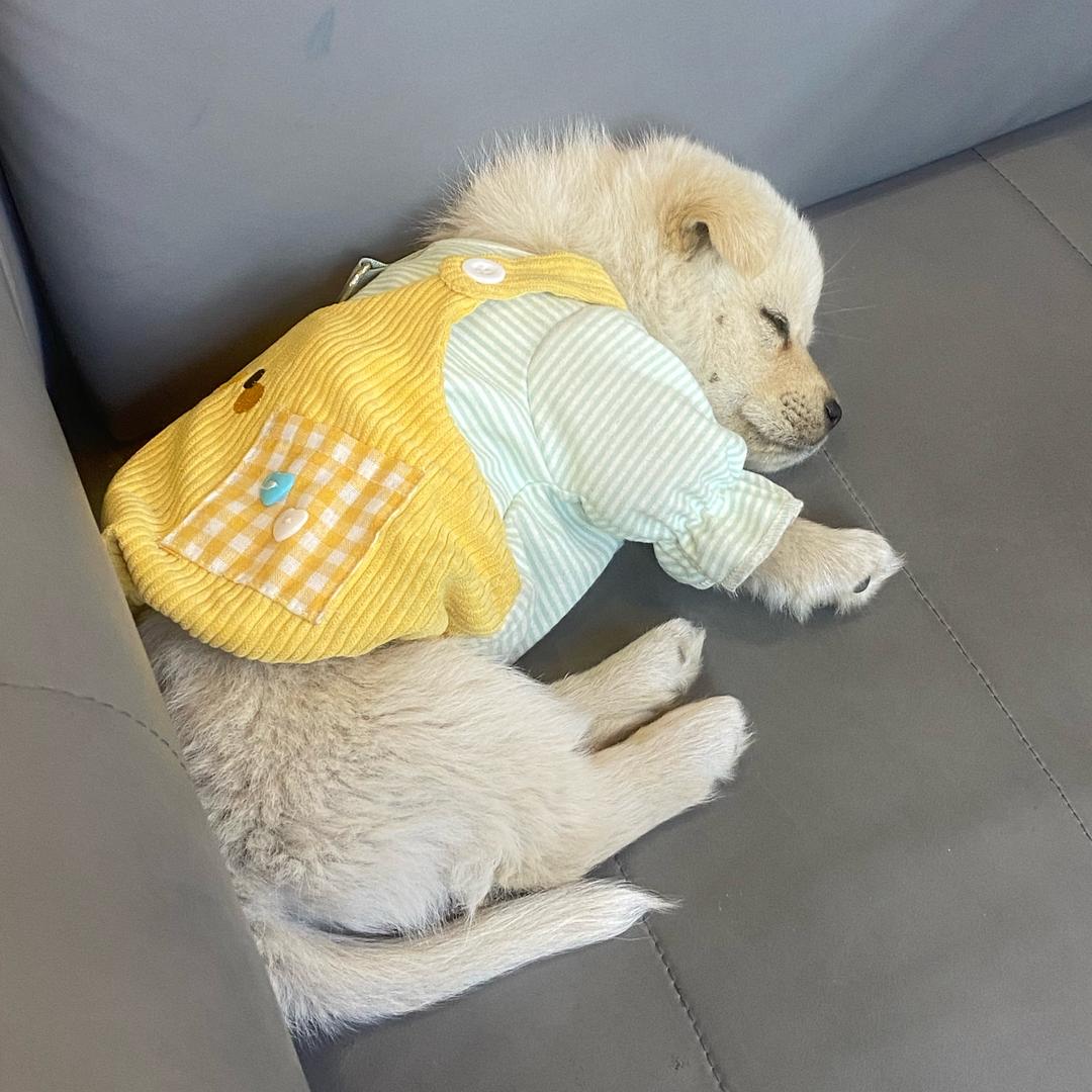 调皮闹闹