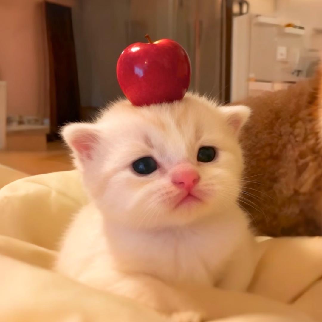 三脚猫吃鱼蛋-