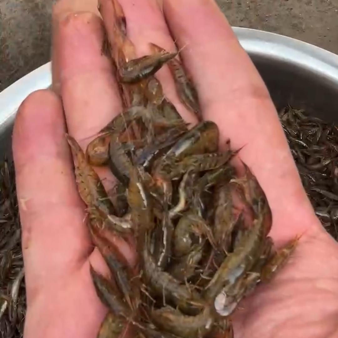 卖河鲜的小六子