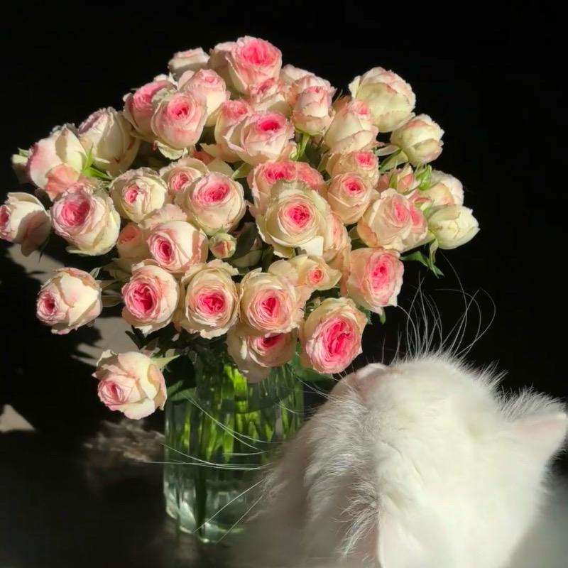 SuperJia贝小众设计