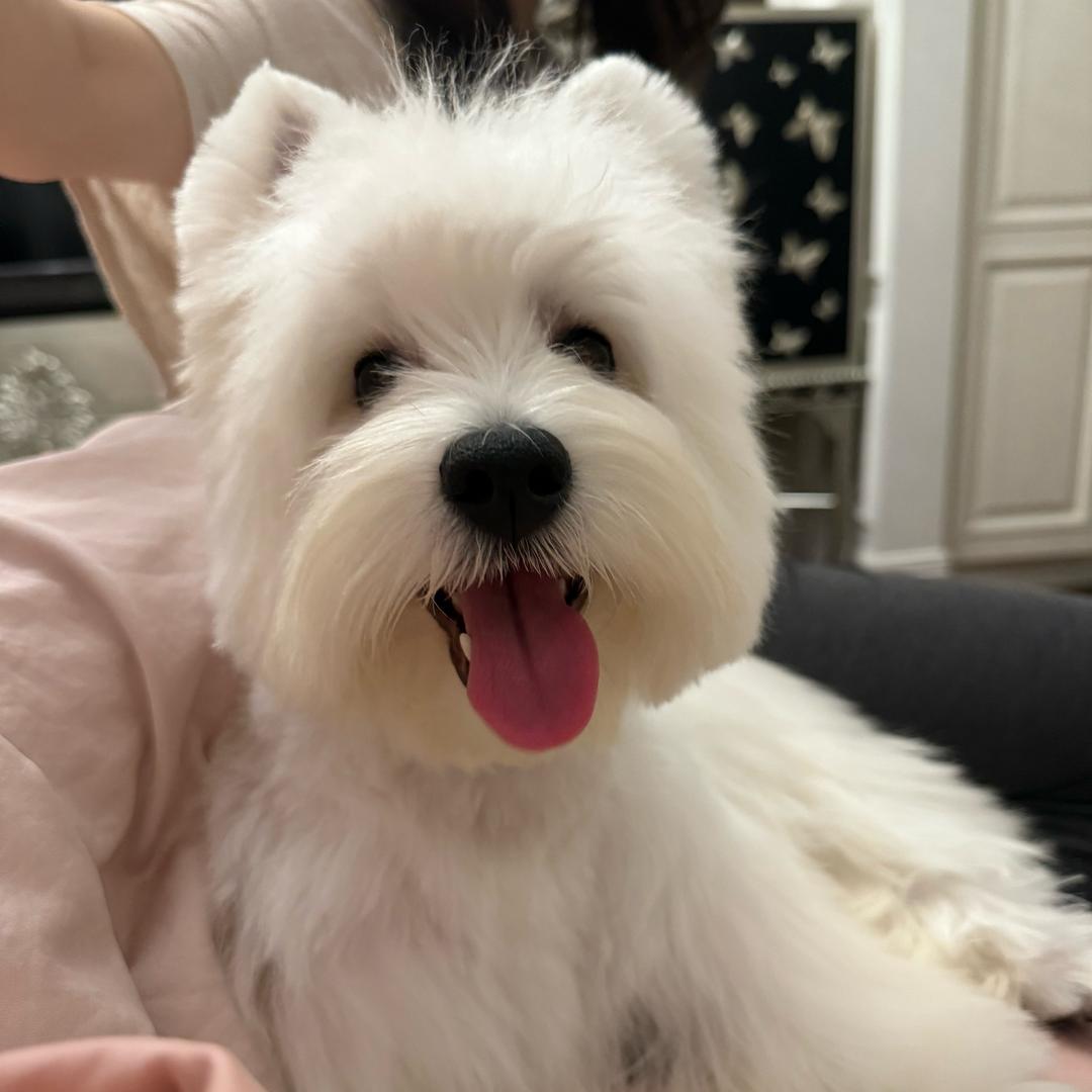 🌻🐶小7️⃣是只西高地
