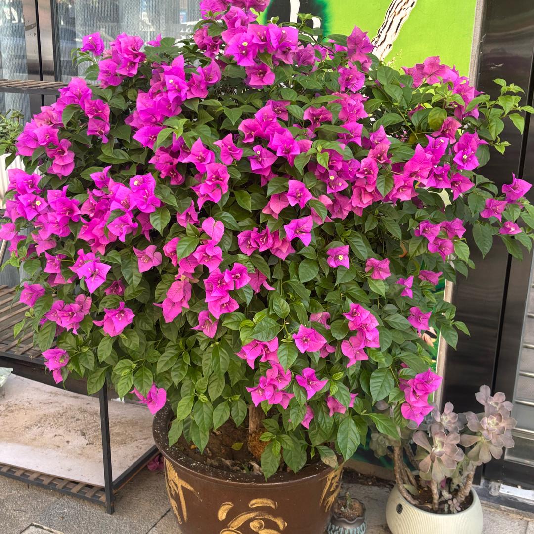 萍韵悠杨