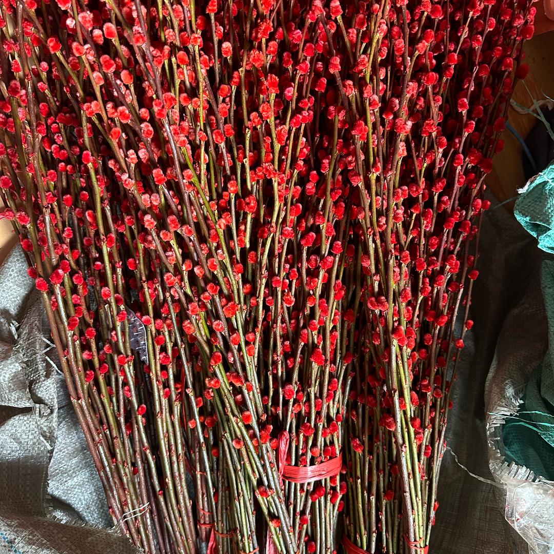 二姐花卉绿植好店