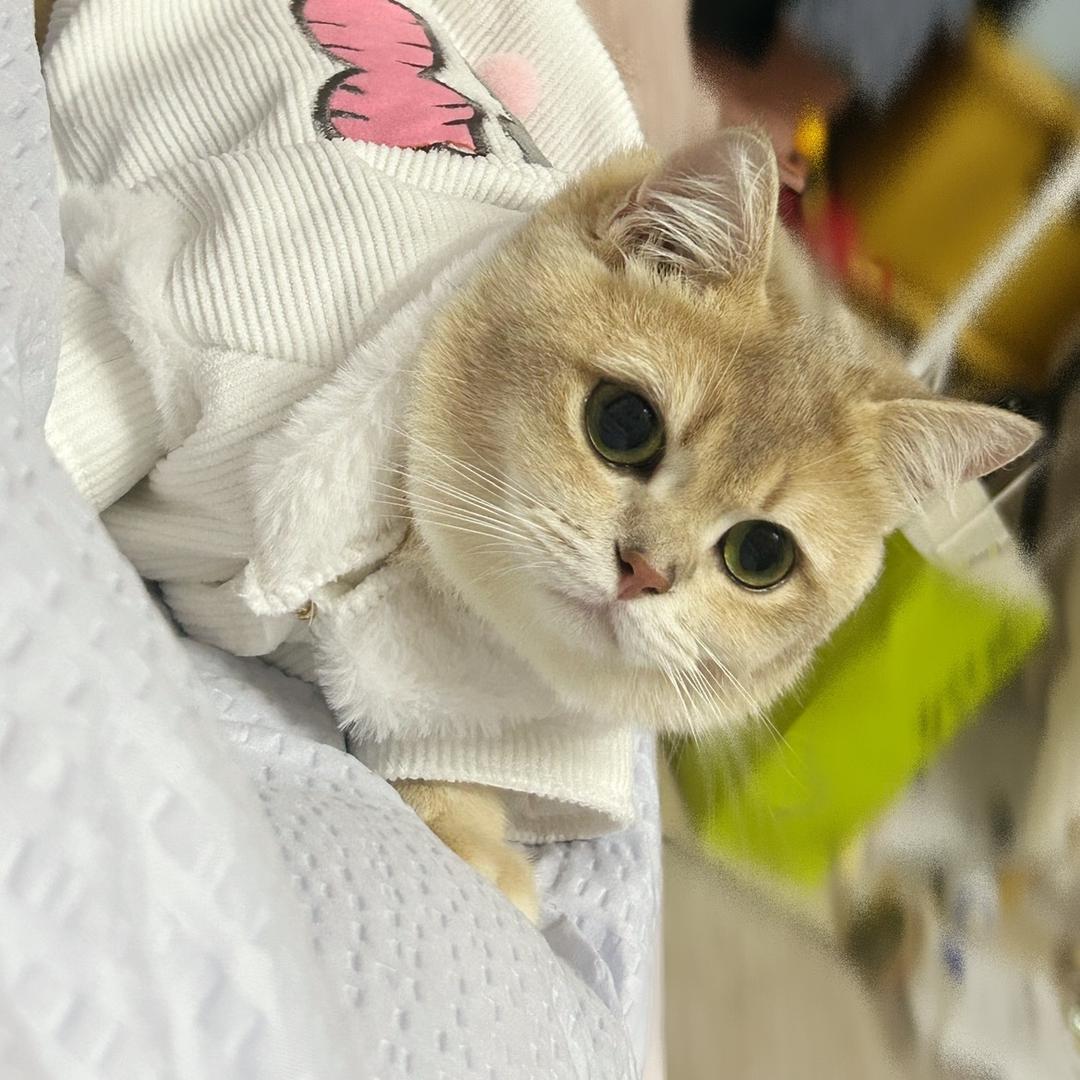 大脸老猫