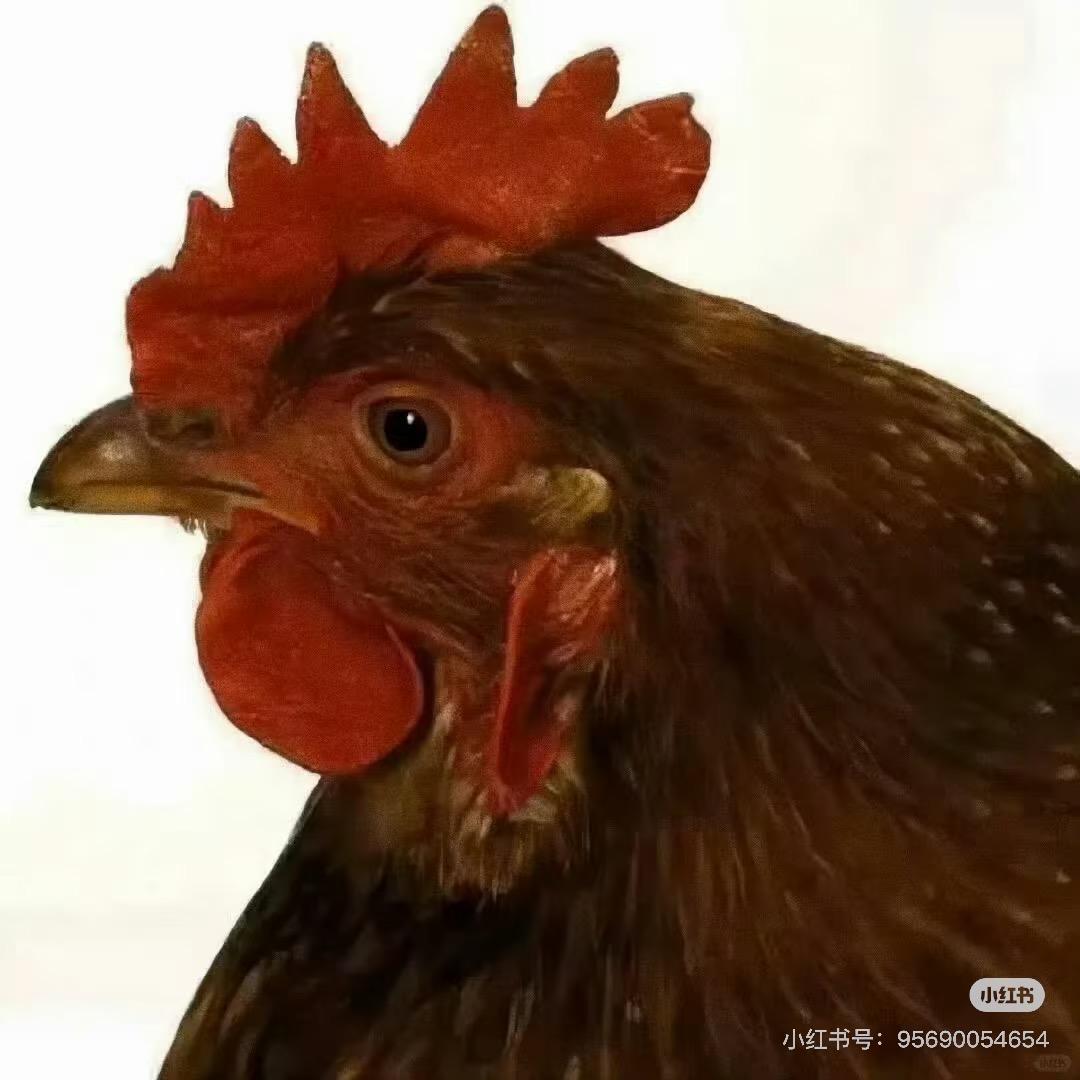 瓜瓜爱吃瓜