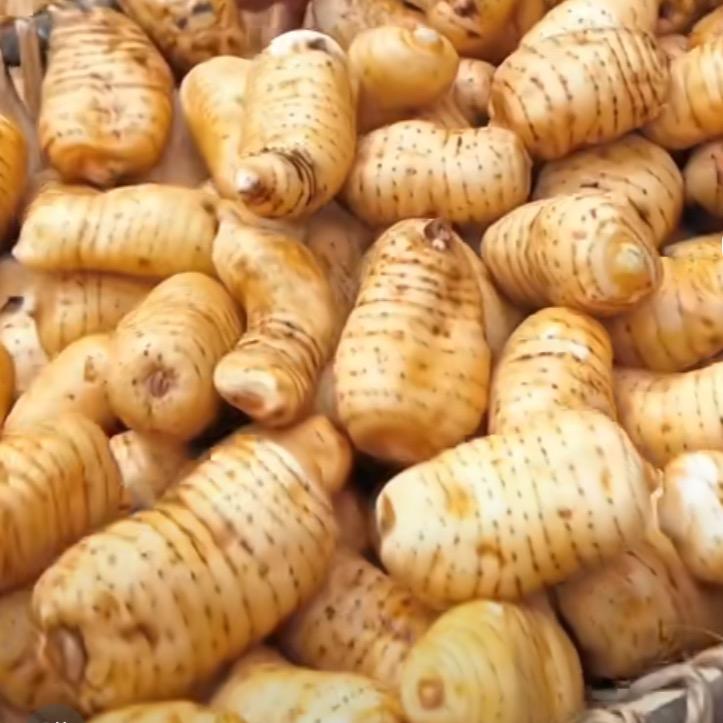 室内无土栽培天麻李老师