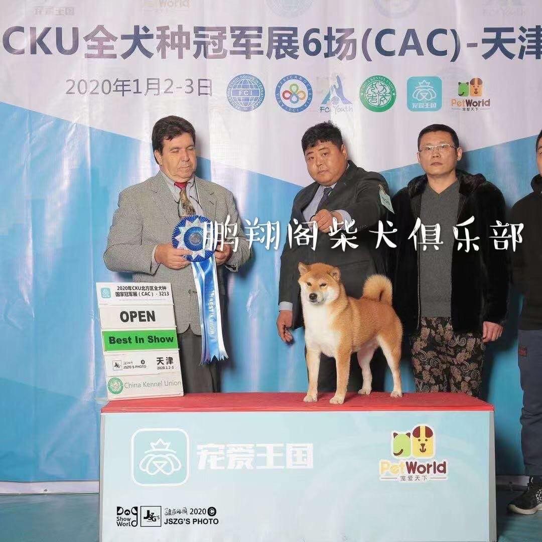 CKU鹏翔阁犬舍  大刚
