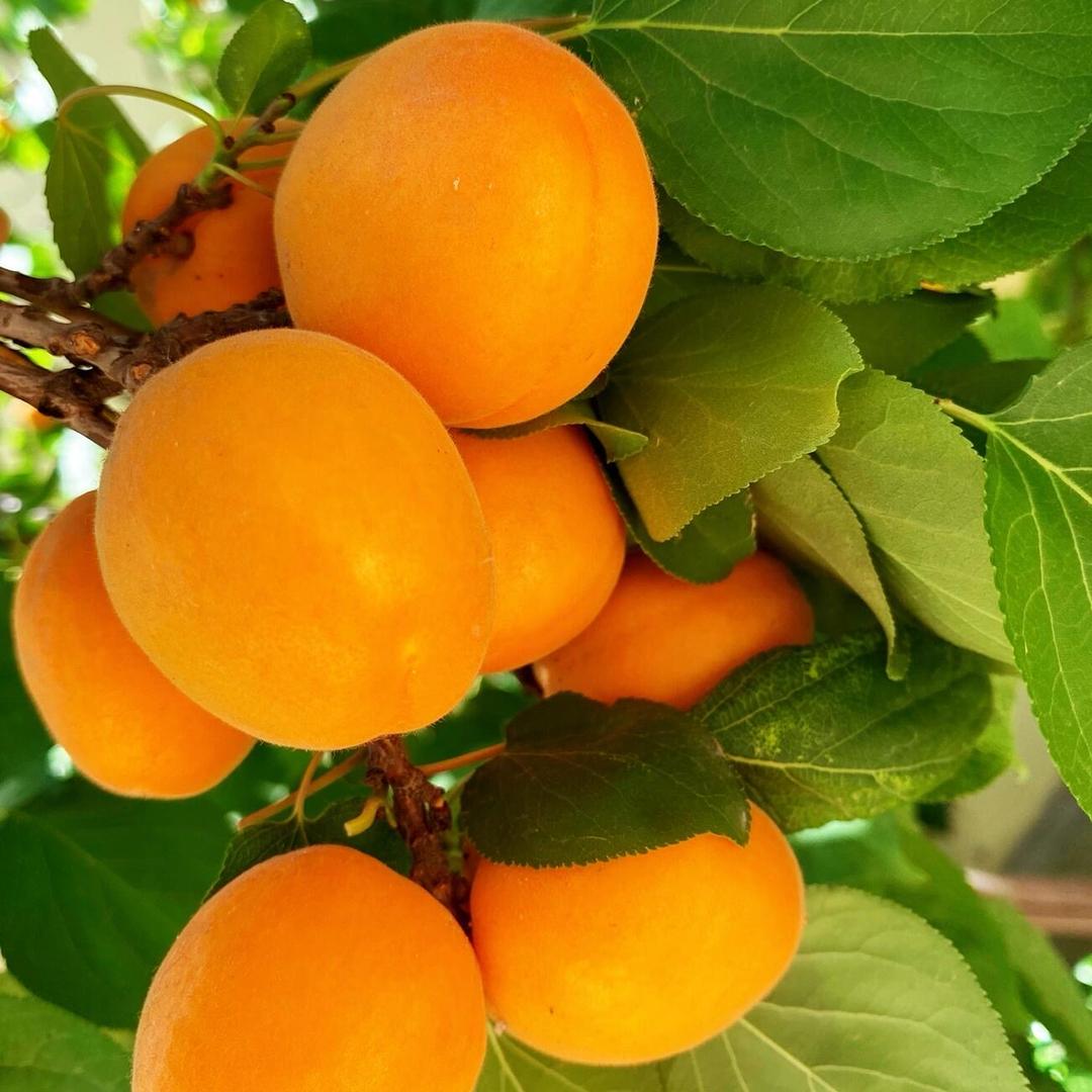 丰丕果树苗木专营店