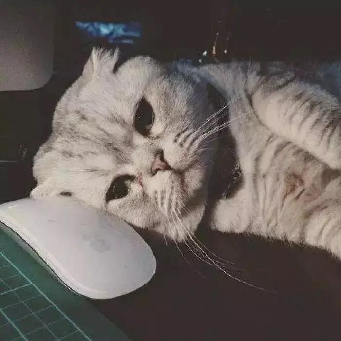 理想今年你几岁