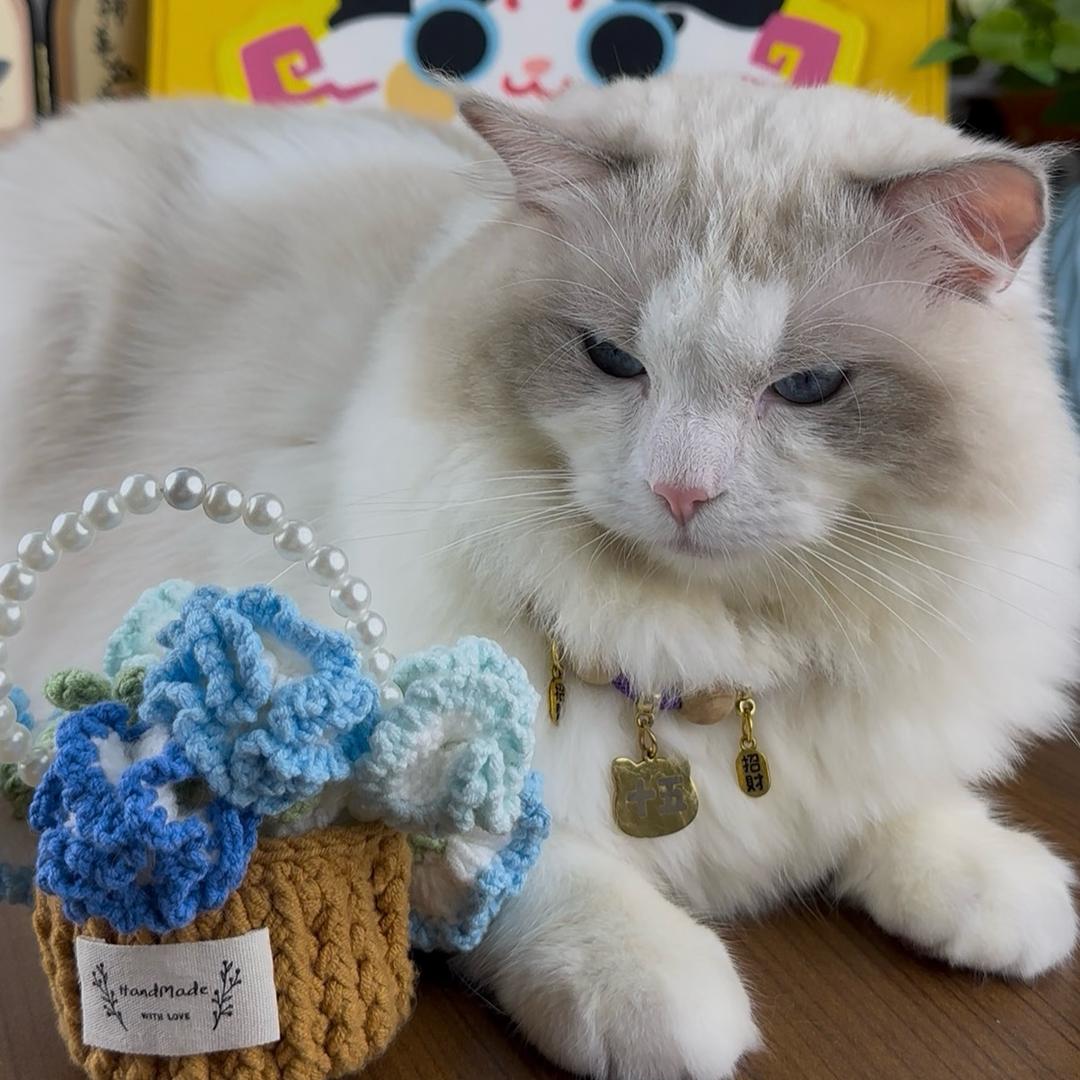 十五是布偶猫